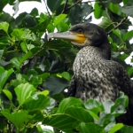 AALSCHOLVER JUVENIEL AALSCHOLVER JUVENIEL