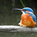 IJSVOGEL IJSVOGEL