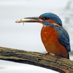 IJSVOGEL MET VIS IJSVOGEL MET VIS