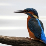 IJSVOGEL IJSVOGEL