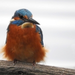 IJSVOGEL IJSVOGEL