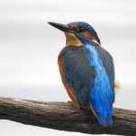 IJSVOGEL IJSVOGEL