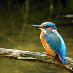 IJSVOGEL IJSVOGEL