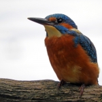 IJSVOGEL IJSVOGEL
