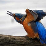 IJSVOGEL IJSVOGEL