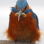 IJSVOGEL IJSVOGEL