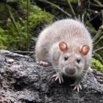 RAT RAT