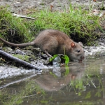RAT RAT