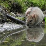 RAT RAT