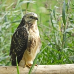 BUIZERD BUIZERD