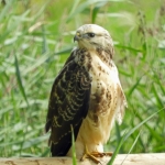 BUIZERD BUIZERD