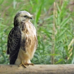 BUIZERD BUIZERD