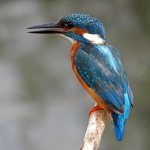 IJSVOGEL IJSVOGEL