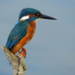 IJSVOGEL IJSVOGEL