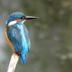 IJSVOGEL IJSVOGEL