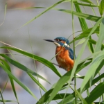 IJSVOGEL IJSVOGEL