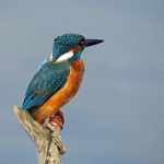 IJSVOGEL IJSVOGEL