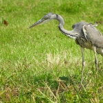 BLAUWE REIGER BLAUWE REIGER