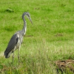 BLAUWE REIGER BLAUWE REIGER