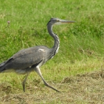 BLAUWE REIGER BLAUWE REIGER
