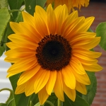 ZONNEBLOEM ZONNEBLOEM