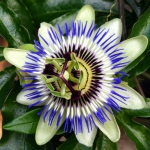 PASSIEBLOEM PASSIEBLOEM