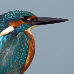 IJSVOGEL IJSVOGEL