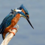 IJSVOGEL IJSVOGEL