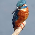 IJSVOGEL IJSVOGEL