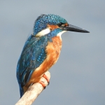 IJSVOGEL IJSVOGEL