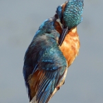 IJSVOGEL IJSVOGEL