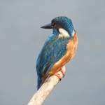 IJSVOGEL IJSVOGEL