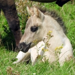 KONIKPAARD VEULEN KONIKPAARD VEULEN