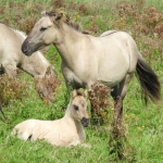 KONIKPAARDEN KONIKPAARDEN