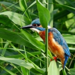 IJSVOGEL IJSVOGEL