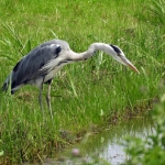 BLAUWE REIGER BLAUWE REIGER