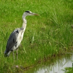 BLAUWE REIGER BLAUWE REIGER