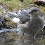 SPERWER SPERWER