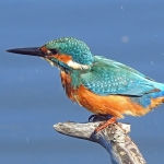 IJSVOGEL IJSVOGEL