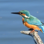 IJSVOGEL IJSVOGEL