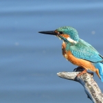 IJSVOGEL IJSVOGEL