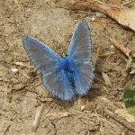 ICARUSBLAUWTJE ICARUSBLAUWTJE