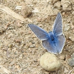 ICARUSBLAUWTJE ICARUSBLAUWTJE
