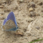 ICARUSBLAUWTJE ICARUSBLAUWTJE