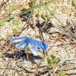 BLAUWE VLINDER BLAUWE VLINDER