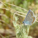 ICARUSBLAUWTJE ICARUSBLAUWTJE