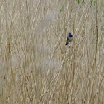 BLAUWBORST BLAUWBORST