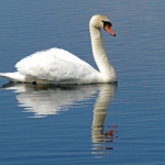 ZWAAN ZWAAN