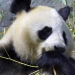 PANDABEER PANDABEER