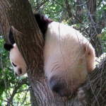PANDABEER PANDABEER